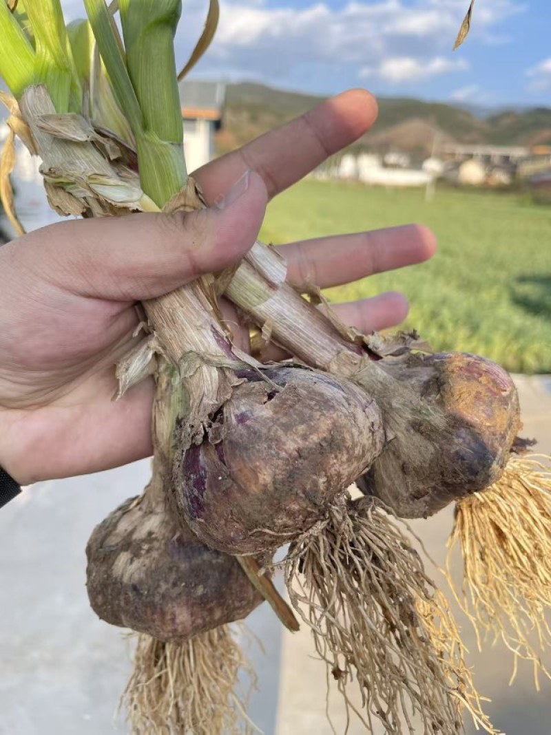 云南紫皮鲜蒜，量大产地直发。