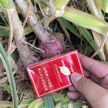 云南紫皮鲜蒜，量大产地直发。