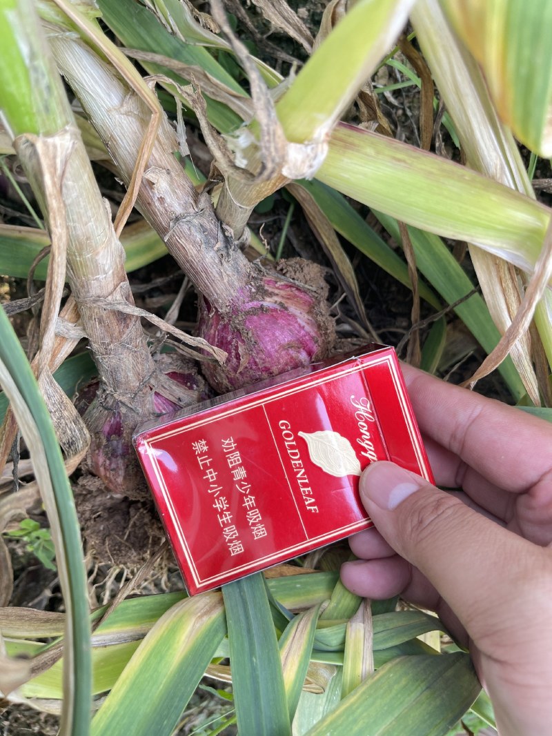 云南紫皮鲜蒜，量大产地直发。