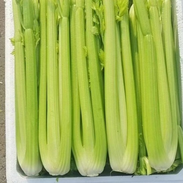 鹿邑基地西芹去头净菜