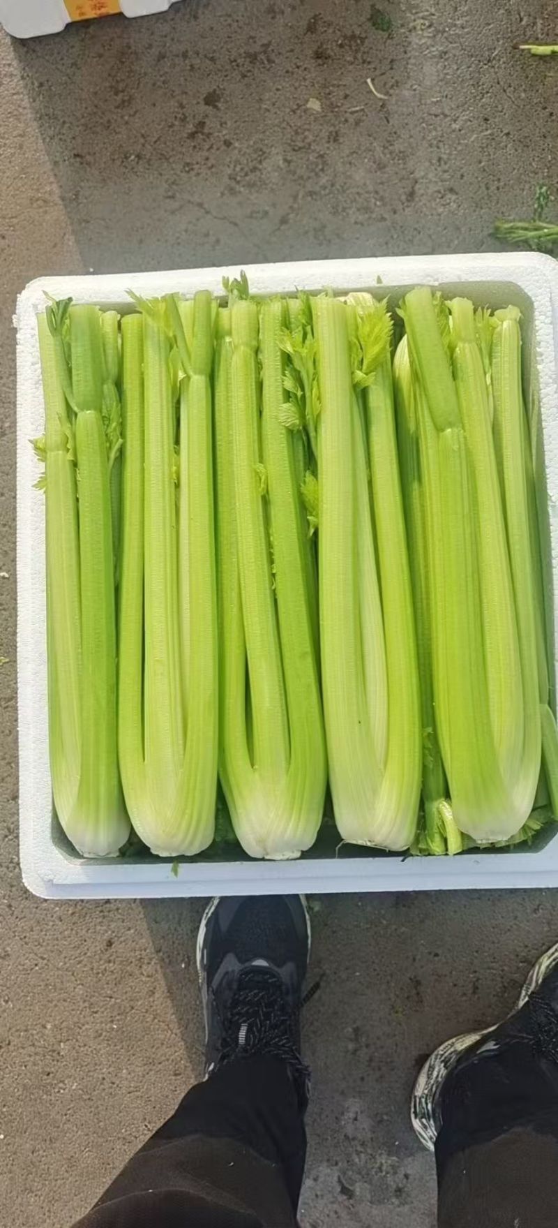 鹿邑基地西芹去头净菜