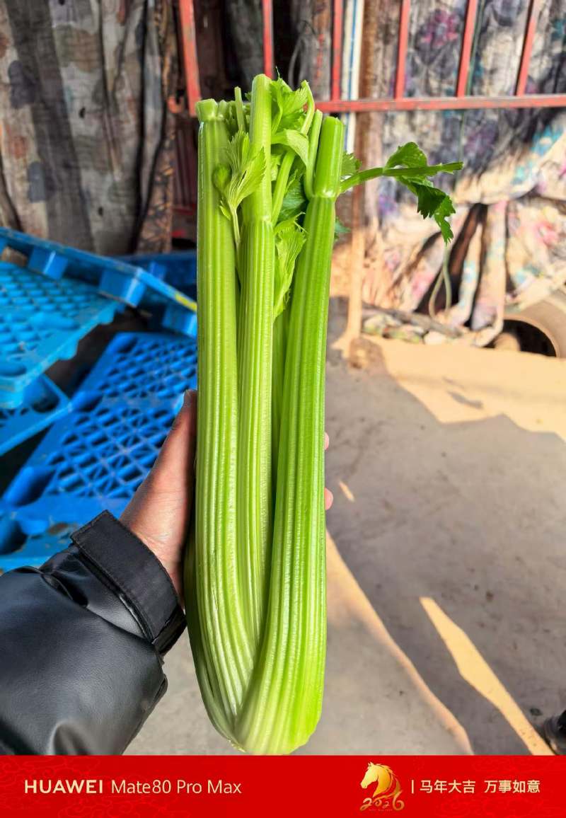 鹿邑基地西芹去头净菜