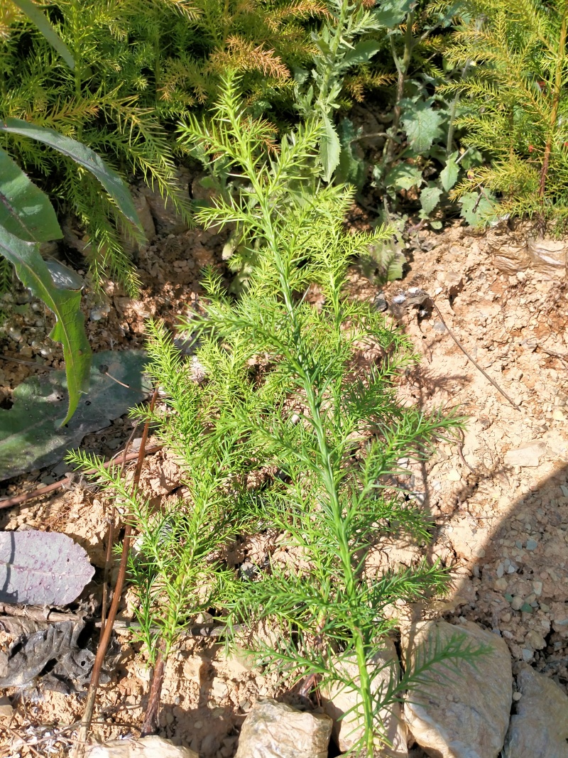 精品柳杉树苗木，苗木粗壮，根系发达，成活率高无病害易种植