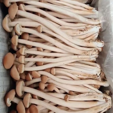 鲜茶树菇，厂家低价直销，自产自销，没有中间商。