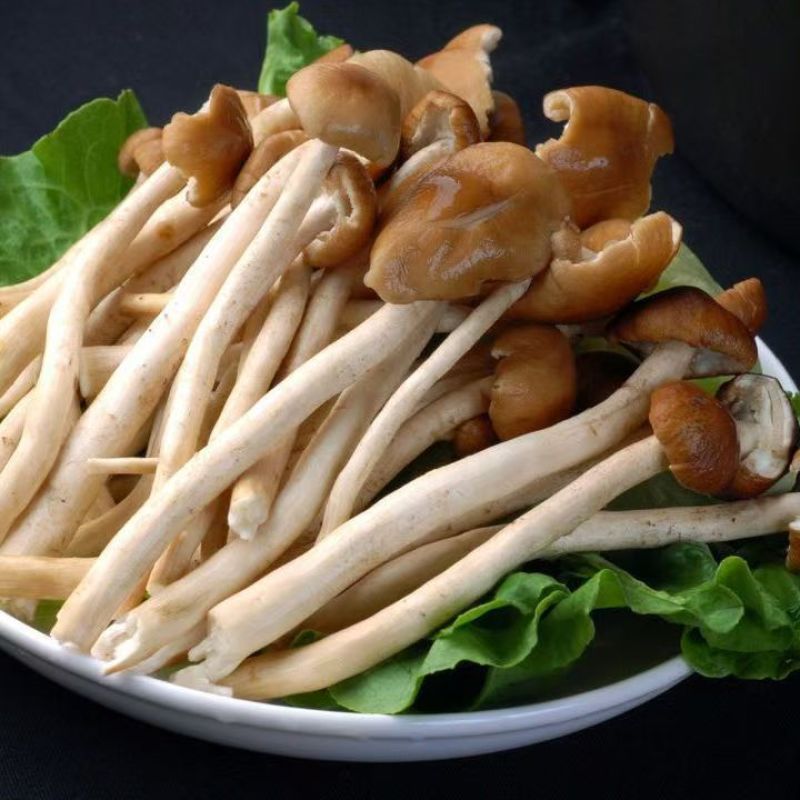鲜茶树菇，厂家低价直销，自产自销，没有中间商。