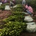 【现挖现发】湖南攸县油茶苗湘林210，优质产地存活率高