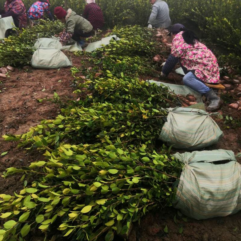 【现挖现发】湖南攸县油茶苗湘林210，优质产地存活率高