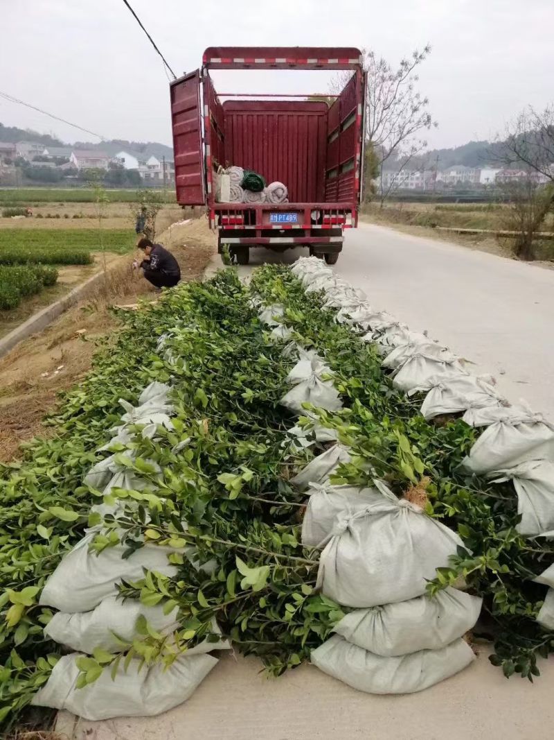 【现挖现发】湖南攸县油茶苗湘林210，优质产地存活率高