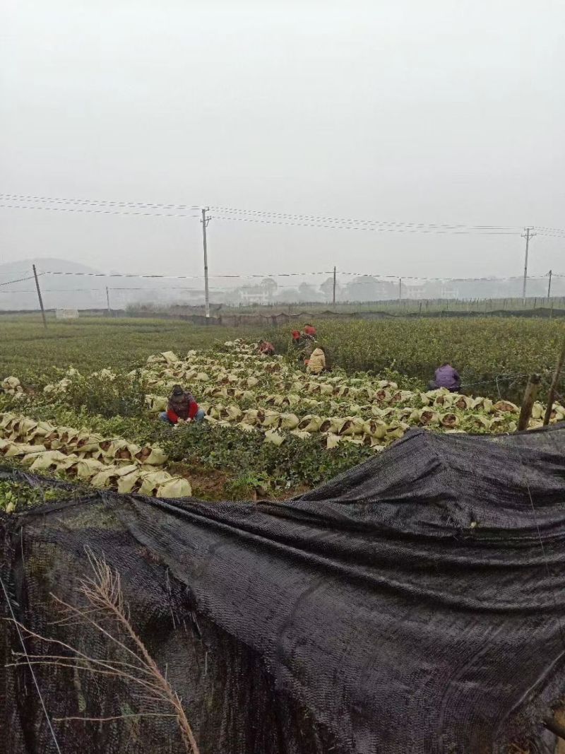 【现挖现发】湖南攸县油茶苗湘林210，优质产地存活率高