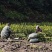 【现挖现发】湖南攸县油茶苗湘林210，优质产地存活率高