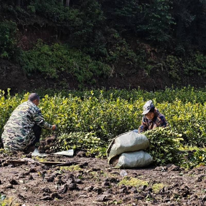 【现挖现发】湖南攸县油茶苗湘林210，优质产地存活率高
