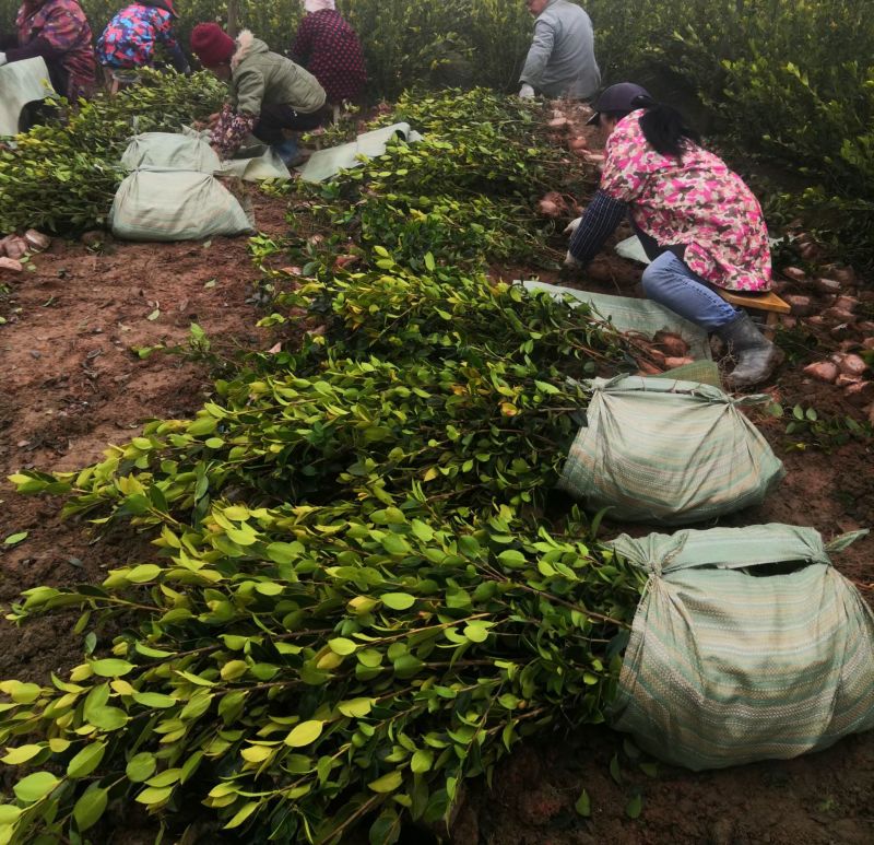 【现挖现发】湖南攸县油茶苗湘林210，优质产地存活率高
