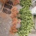 【现挖现发】湖南攸县油茶苗湘林210，优质产地存活率高