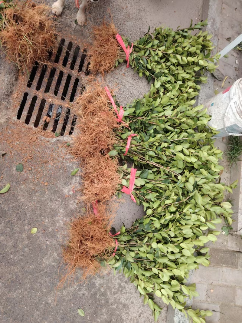 【现挖现发】湖南攸县油茶苗湘林210，优质产地存活率高
