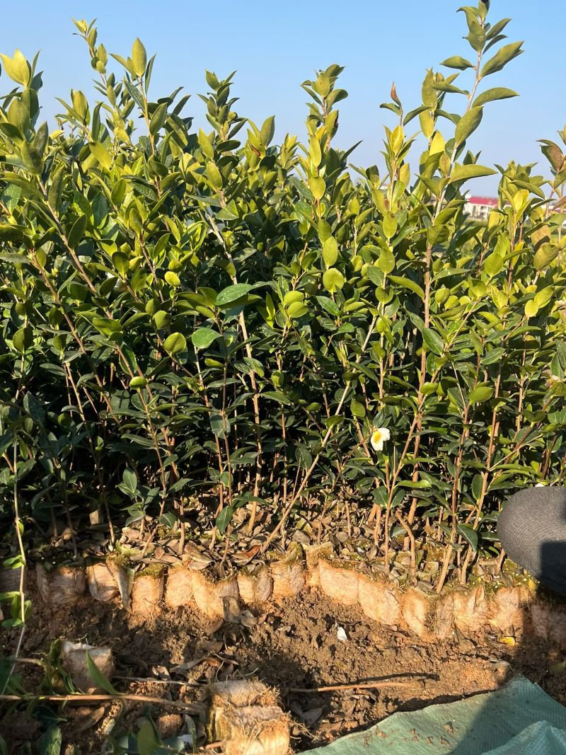 【现挖现发】湖南攸县油茶苗湘林210，优质产地存活率高