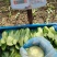 小青菜，大量有货