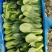 小青菜，大量有货