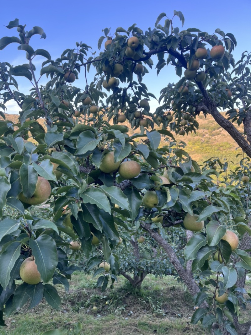 细皮苹果梨出库大量有货