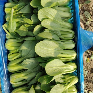 小青菜，大量有货