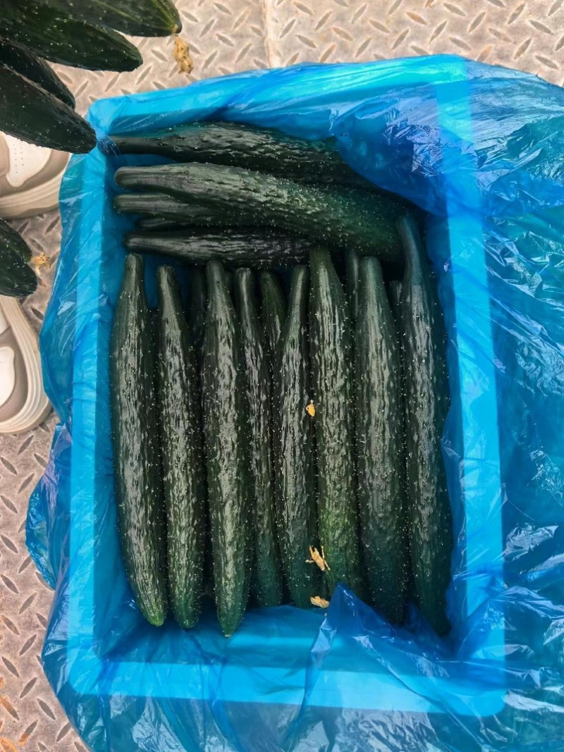 夏邑密刺黄瓜，河南黄瓜，大量供应电商市场