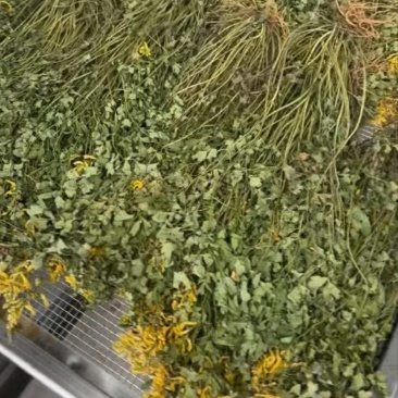 岩黄连种植，批发，零售，06年产新