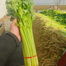 山东聊城优质香芹，货源充足，质量保证，按需包装，