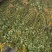 岩黄连种植，批发，零售，06年产新