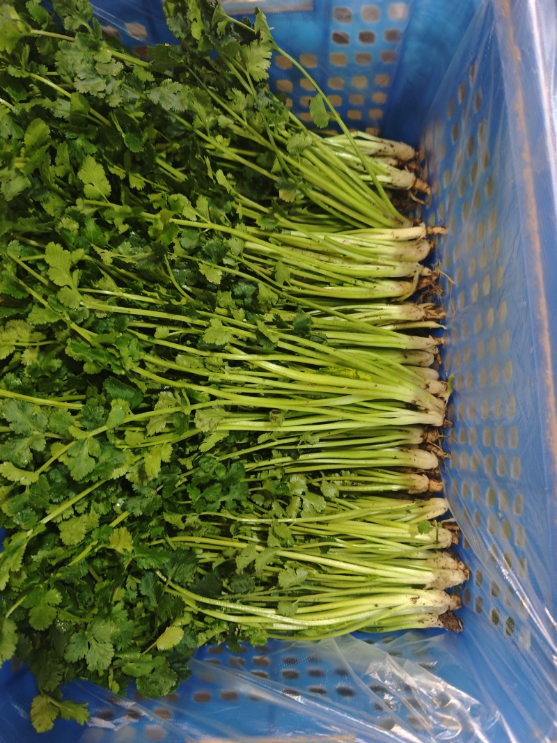 聊城铁杆青中叶香菜，按需包装社区团购，电商平台，欢迎来电