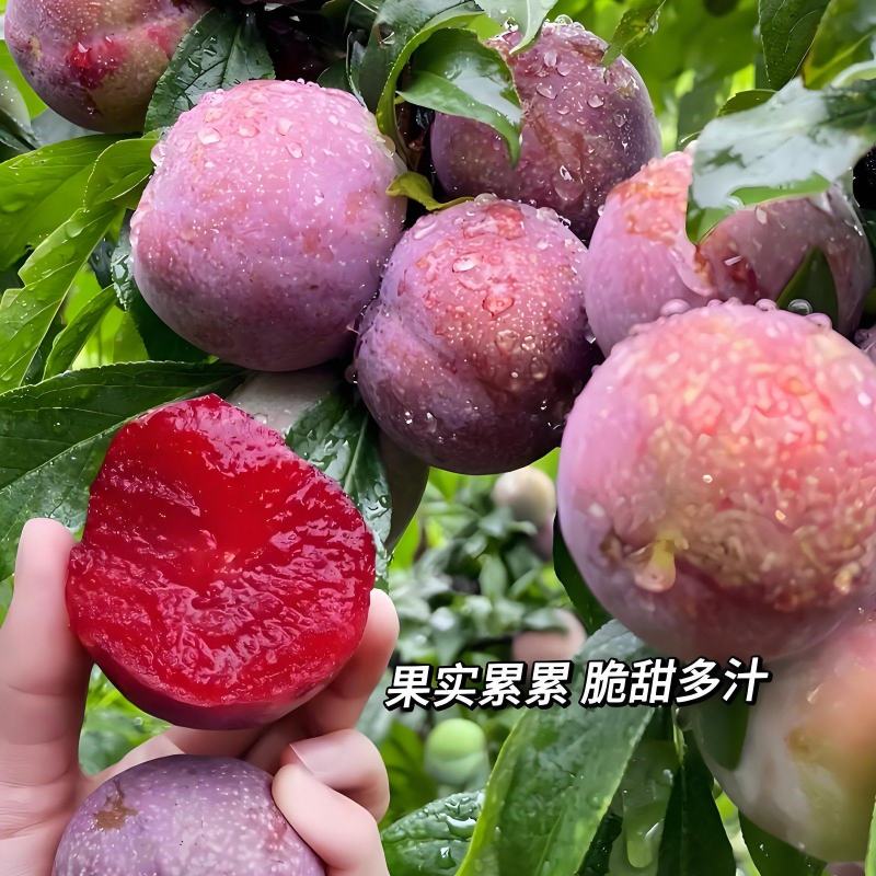 广东银妃三华李
