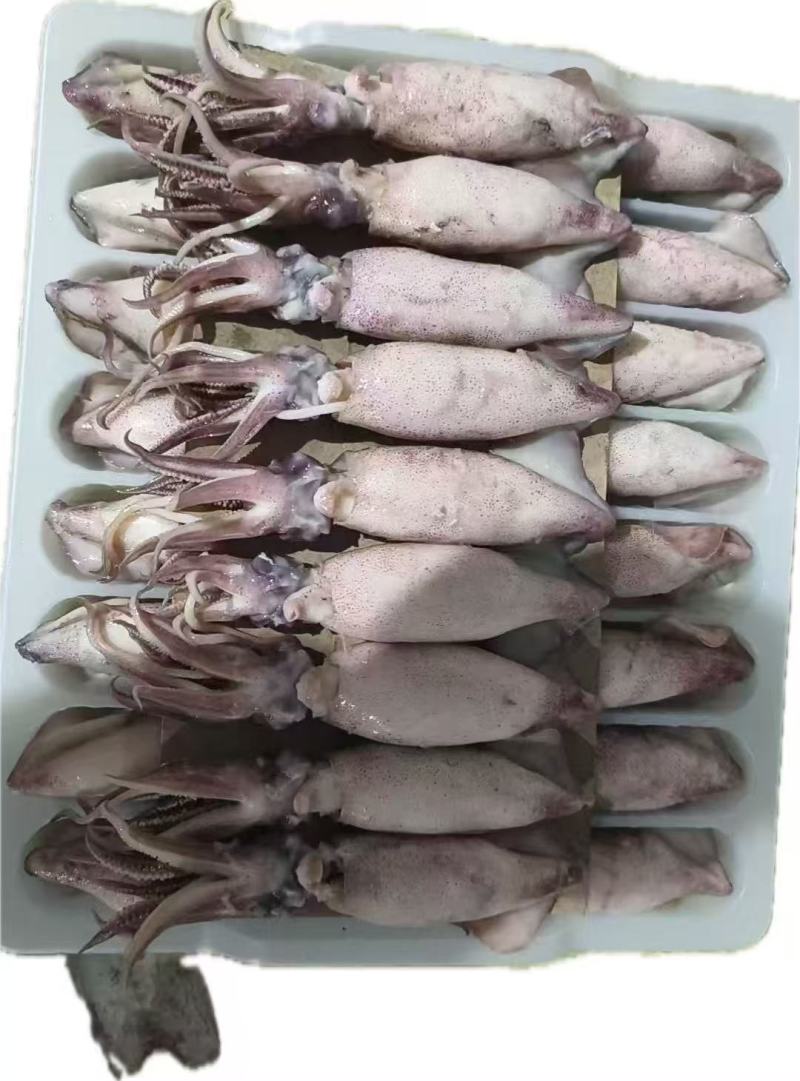 《官方推荐》鲜熟海兔，高品质，可供商超，市场，餐饮，电商
