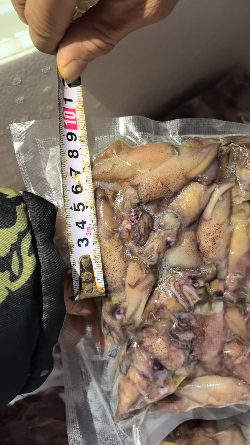 《官方推荐》鲜熟海兔，高品质，可供商超，市场，餐饮，电商