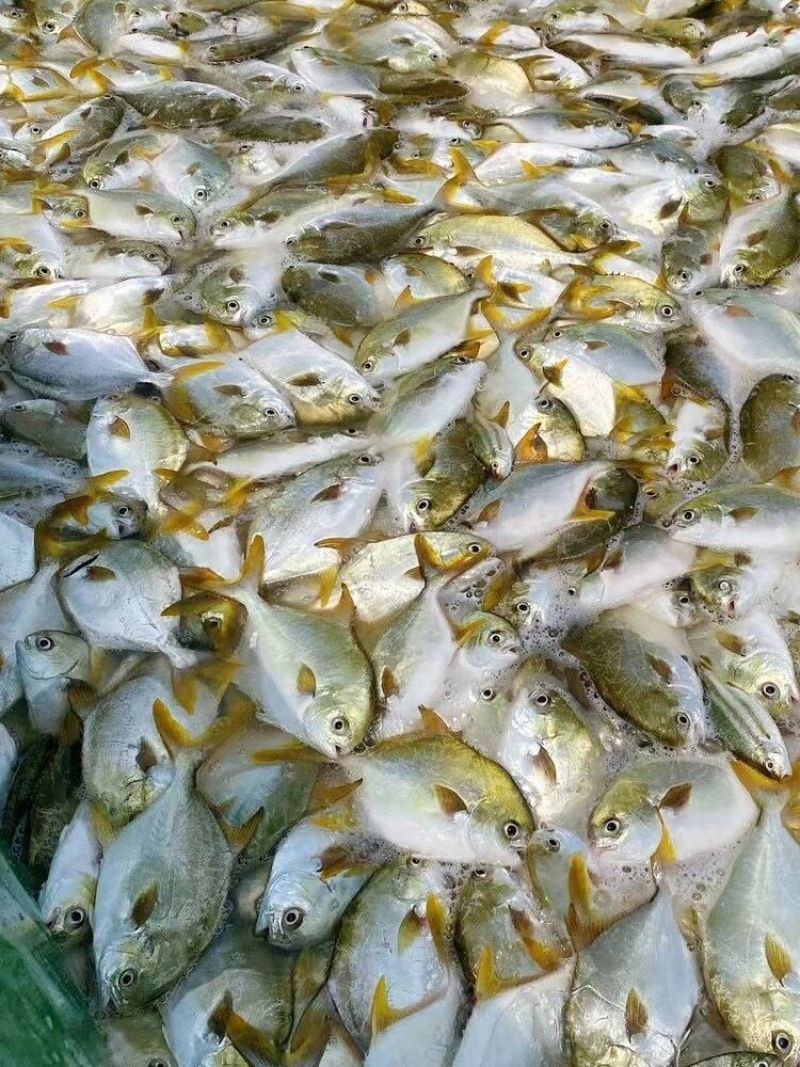 金昌鱼干，加工食品，麻辣鲜香，大量供应商超，市场，电商。