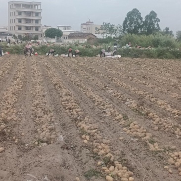 大西洋土豆