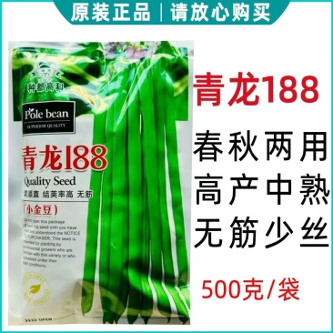 四季豆种子无筋架豆种籽肉厚青龙188小金豆种子高产四季豆