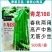 四季豆种子无筋架豆种籽肉厚青龙188小金豆种子高产四季豆