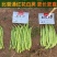 四季豆种子无筋架豆种籽肉厚青龙188小金豆种子高产四季豆