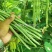四季豆种子无筋架豆种籽肉厚青龙188小金豆种子高产四季豆