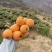 云南长虹枇杷大量上市产地直发量大优惠