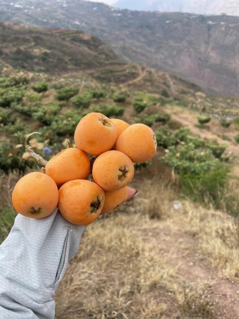 云南长虹枇杷大量上市产地直发量大优惠
