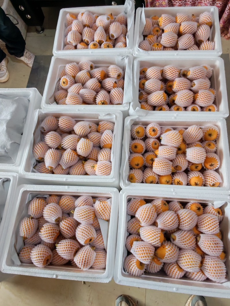 云南长虹枇杷大量上市产地直发量大优惠