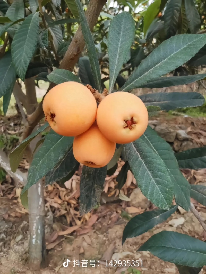云南长虹枇杷大量上市产地直发量大优惠