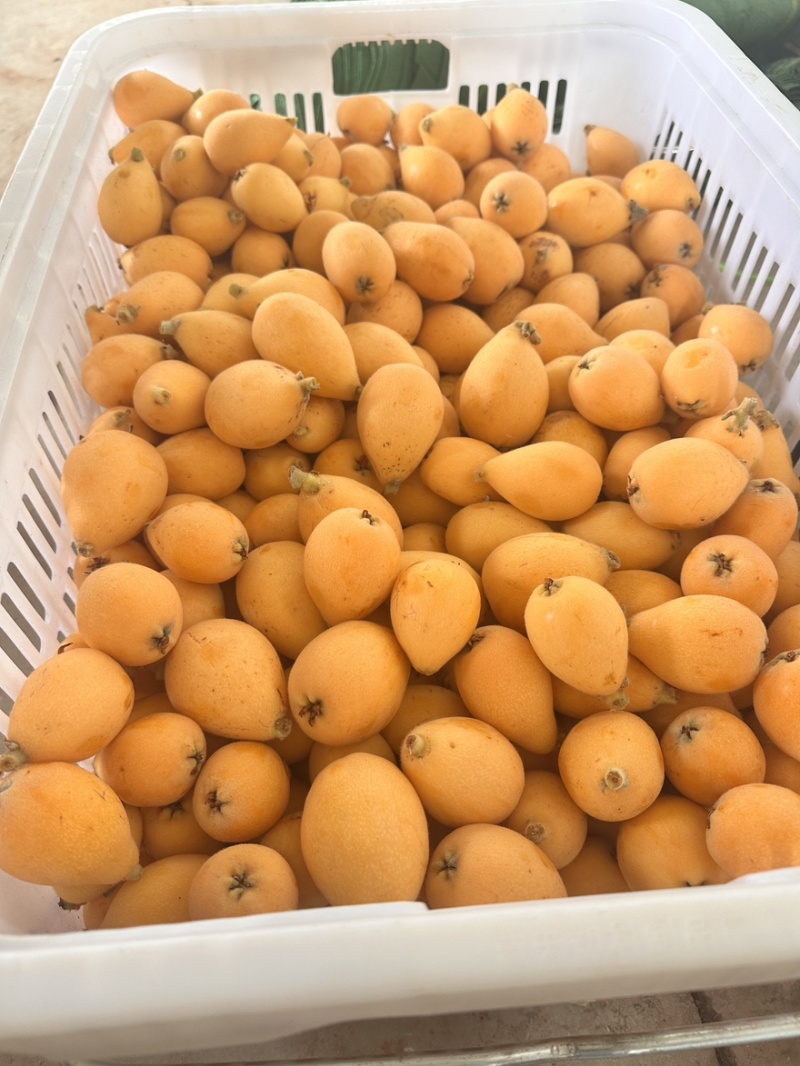 云南长虹枇杷大量上市产地直发量大优惠