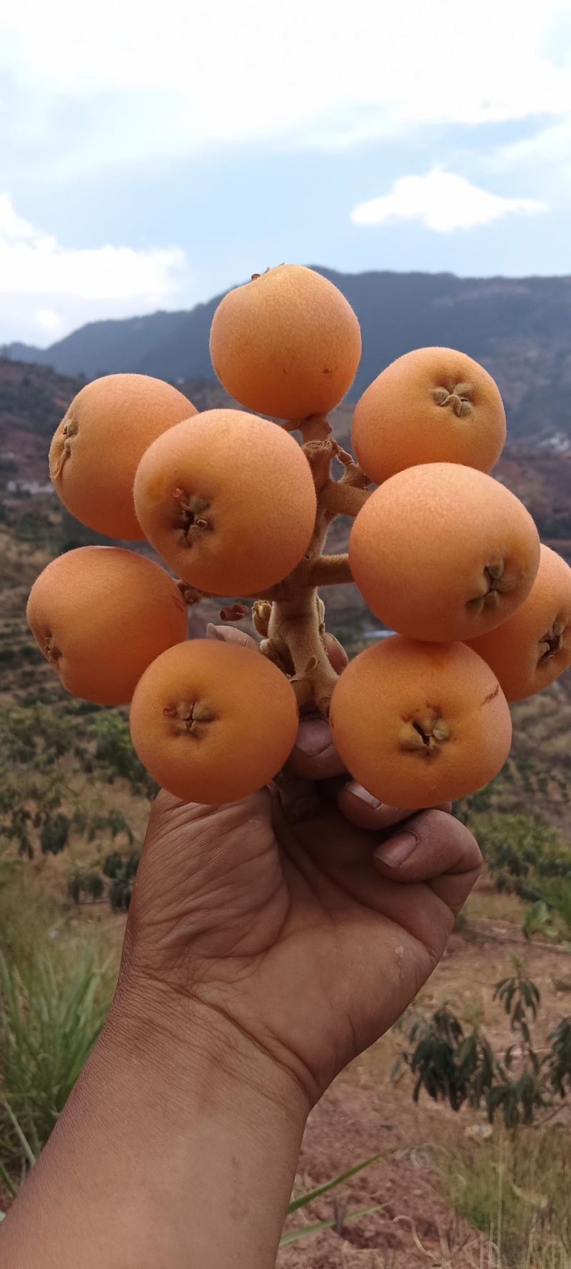 云南长虹枇杷大量上市产地直发量大优惠