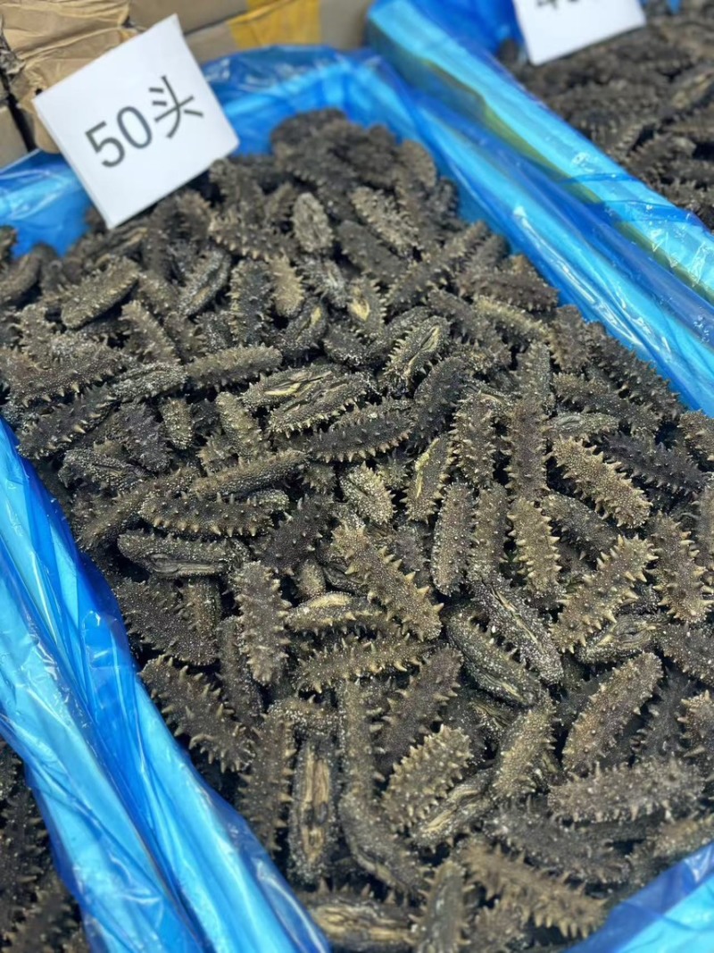 大连国际开口A，泡发13倍，高刺，品相佳，***