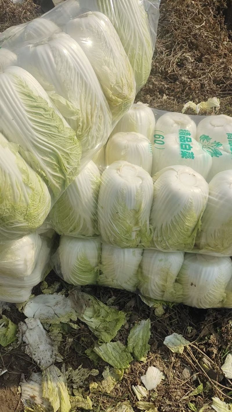 黄心大白菜，一手货源，全国发货，量大从优