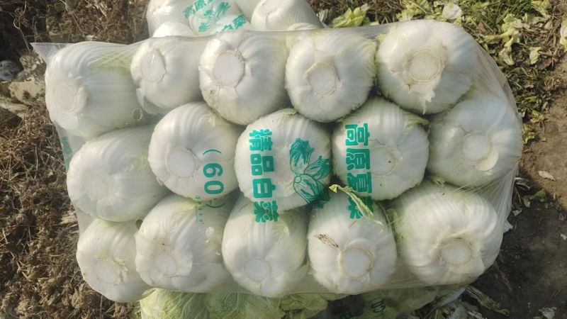 黄心大白菜，一手货源，全国发货，量大从优