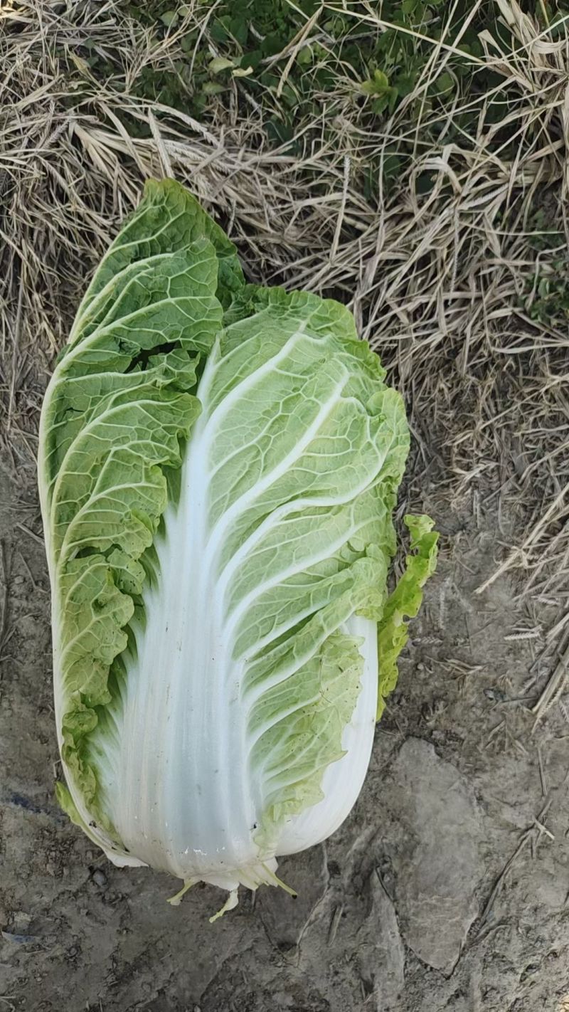 黄心大白菜，一手货源，全国发货，量大从优