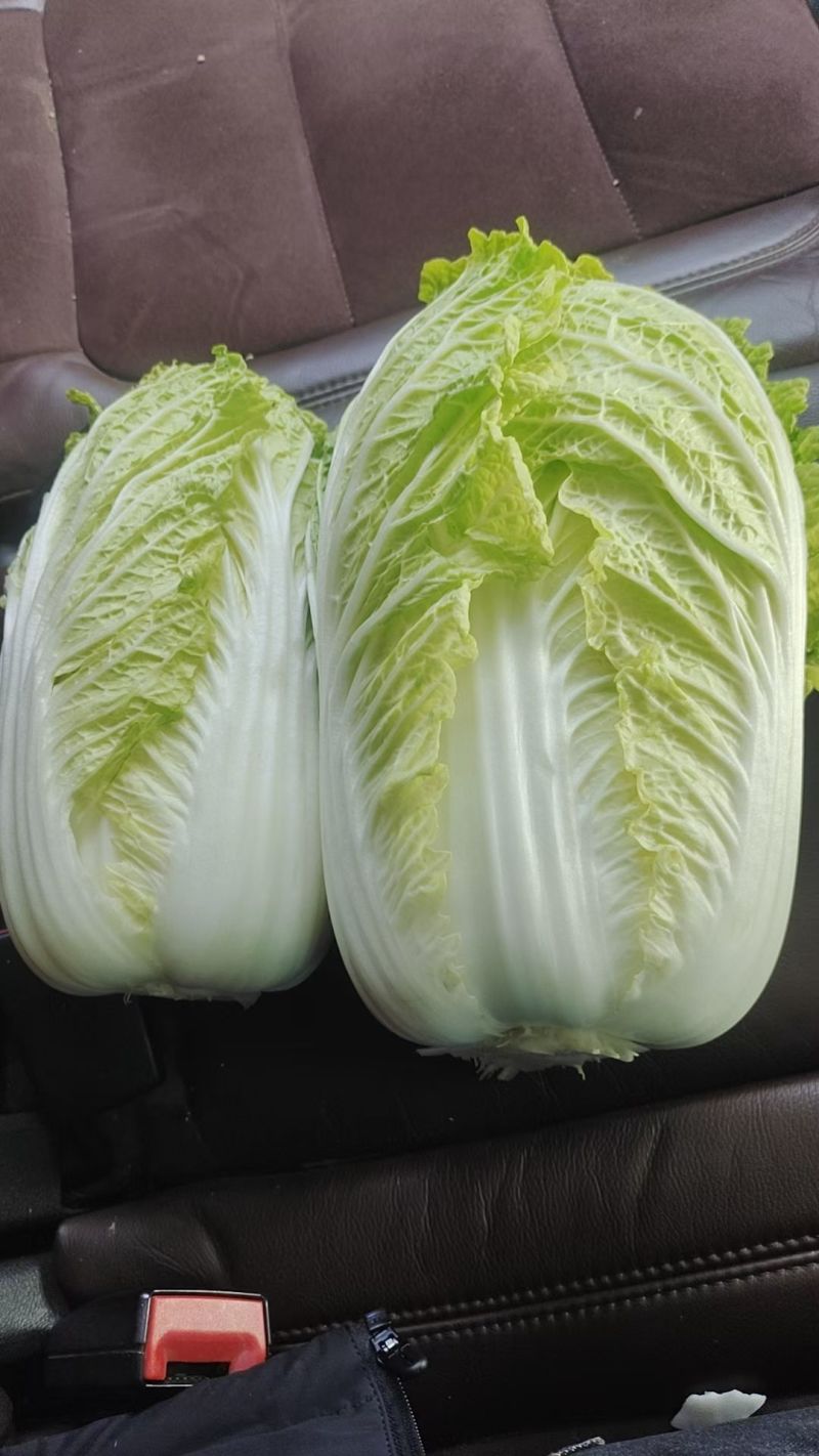 黄心大白菜，一手货源，全国发货，量大从优