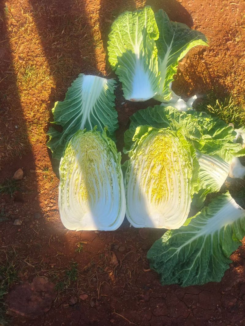 黄心大白菜，一手货源，全国发货，量大从优