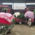 黄心大白菜，一手货源，全国发货，量大从优